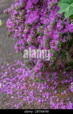 玉合公園裡的花木怎麼樣